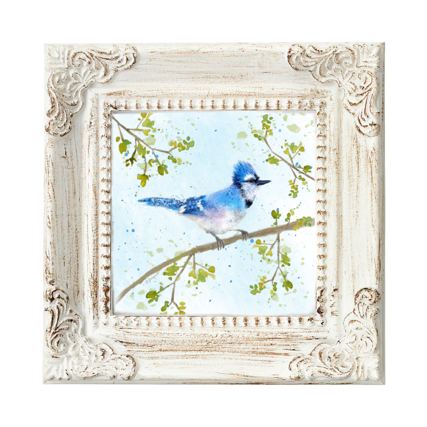 Blue Jay