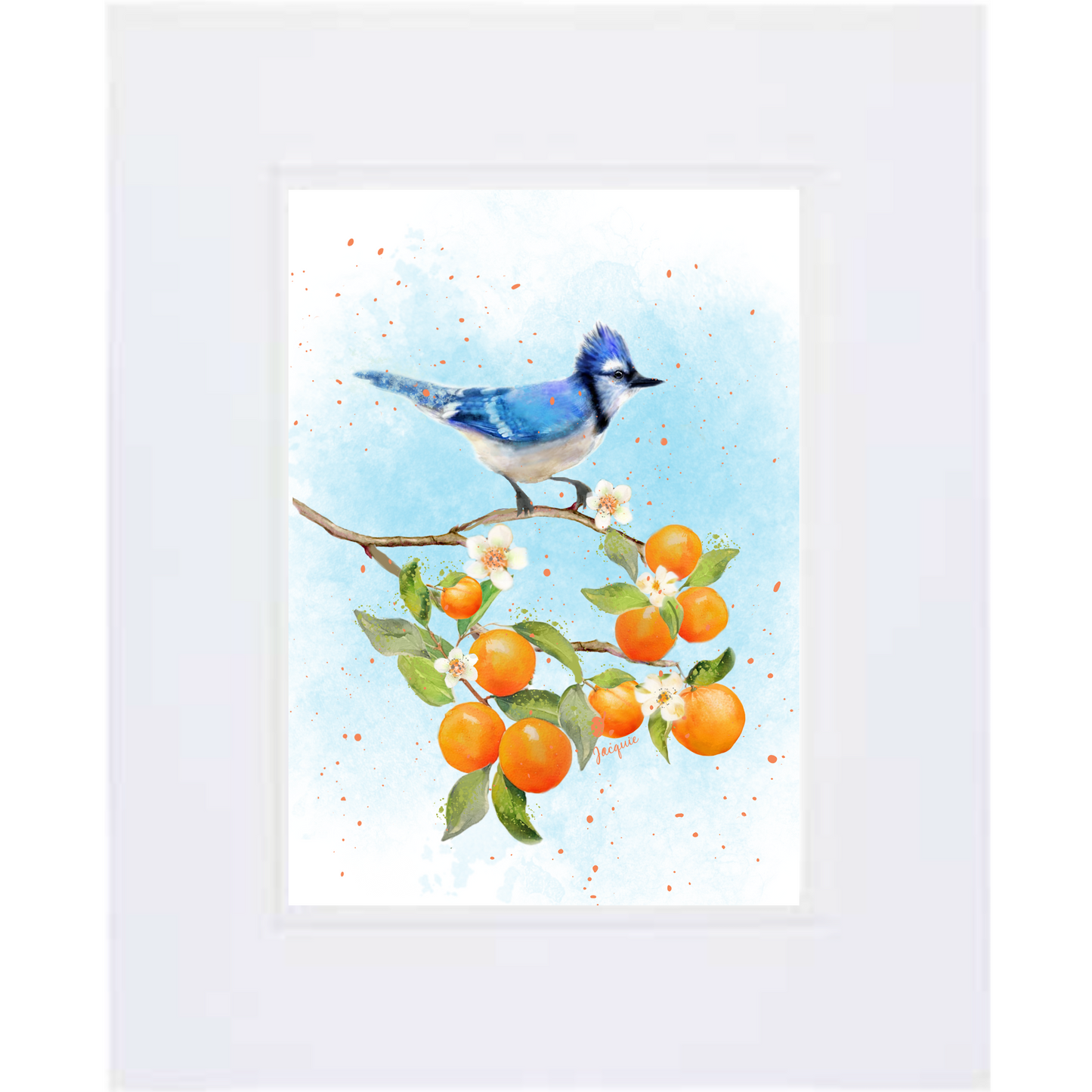 Blue Jay & Oranges