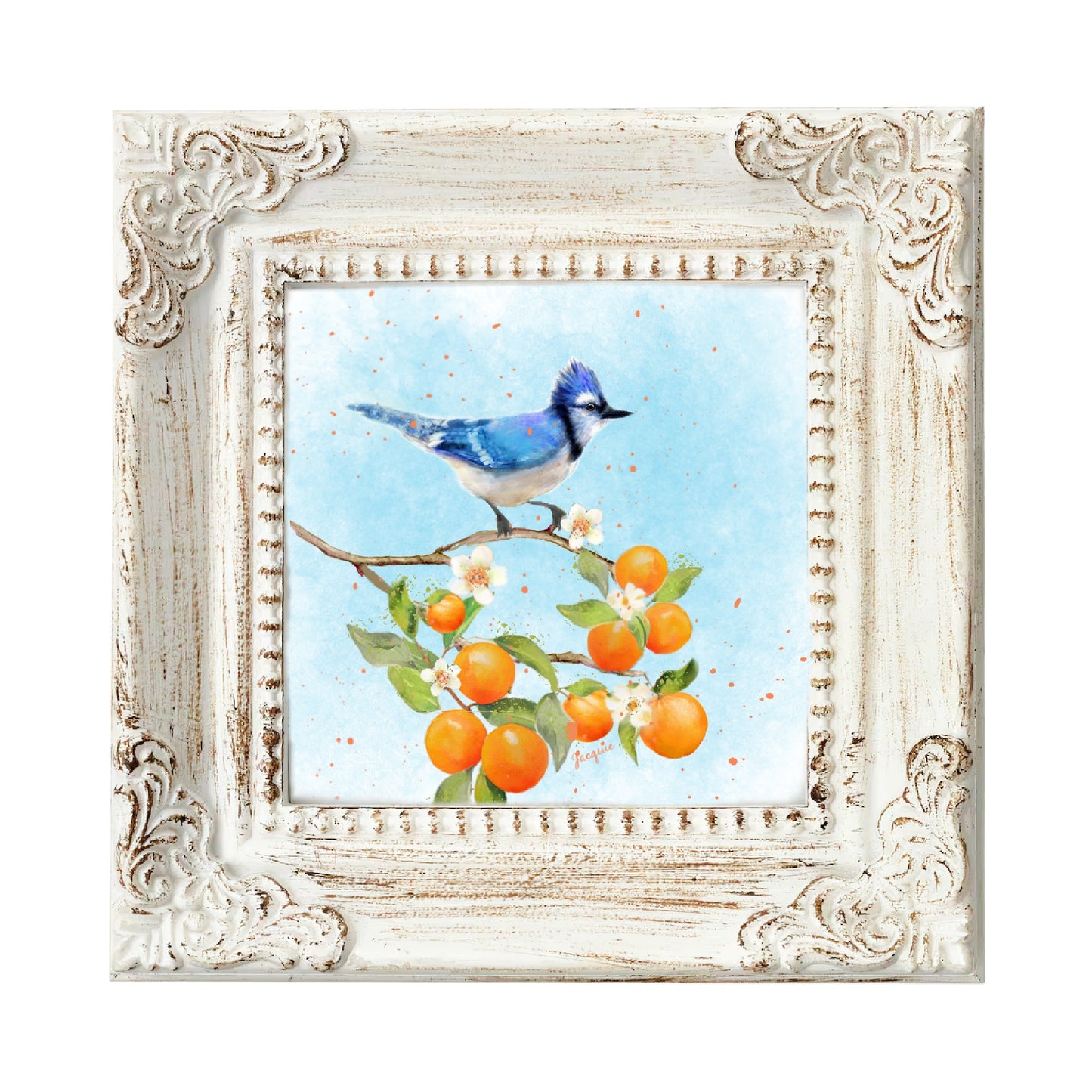 Blue Jay & Oranges