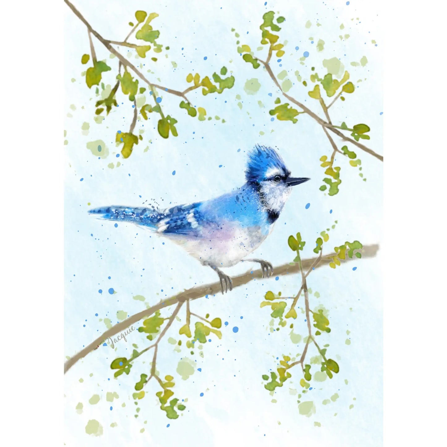 Blue Jay