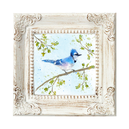 Blue Jay