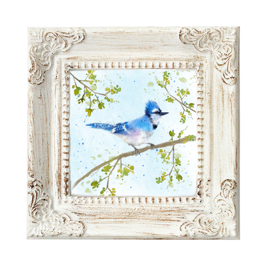 Blue Jay