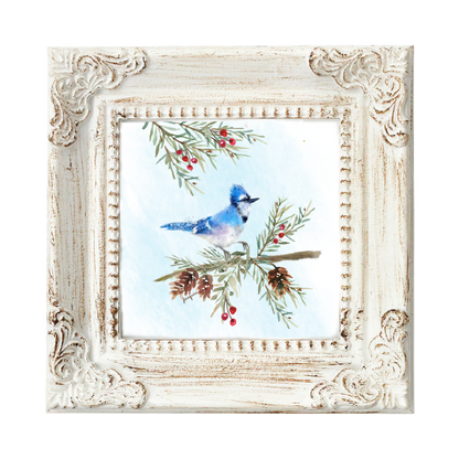 Blue Jay in the Pine Boughs