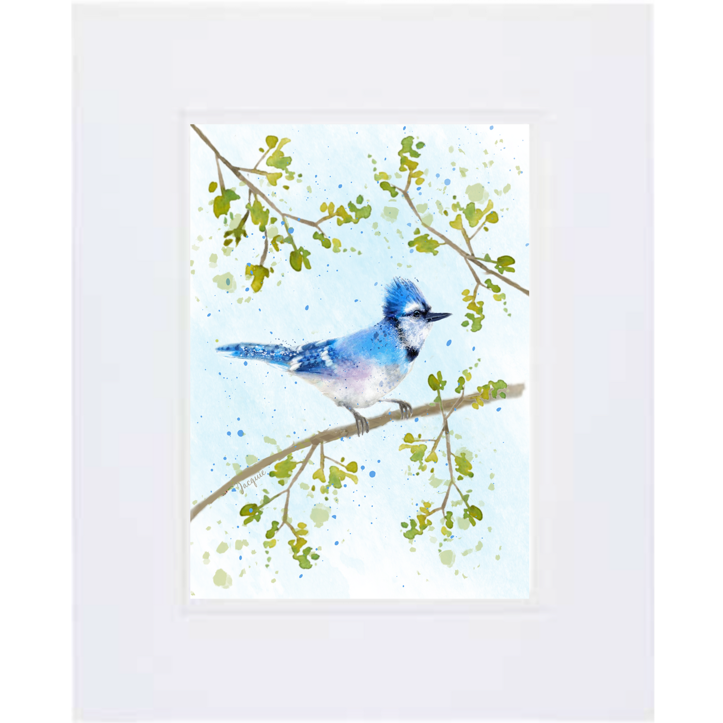 Blue Jay