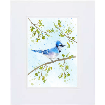 Blue Jay