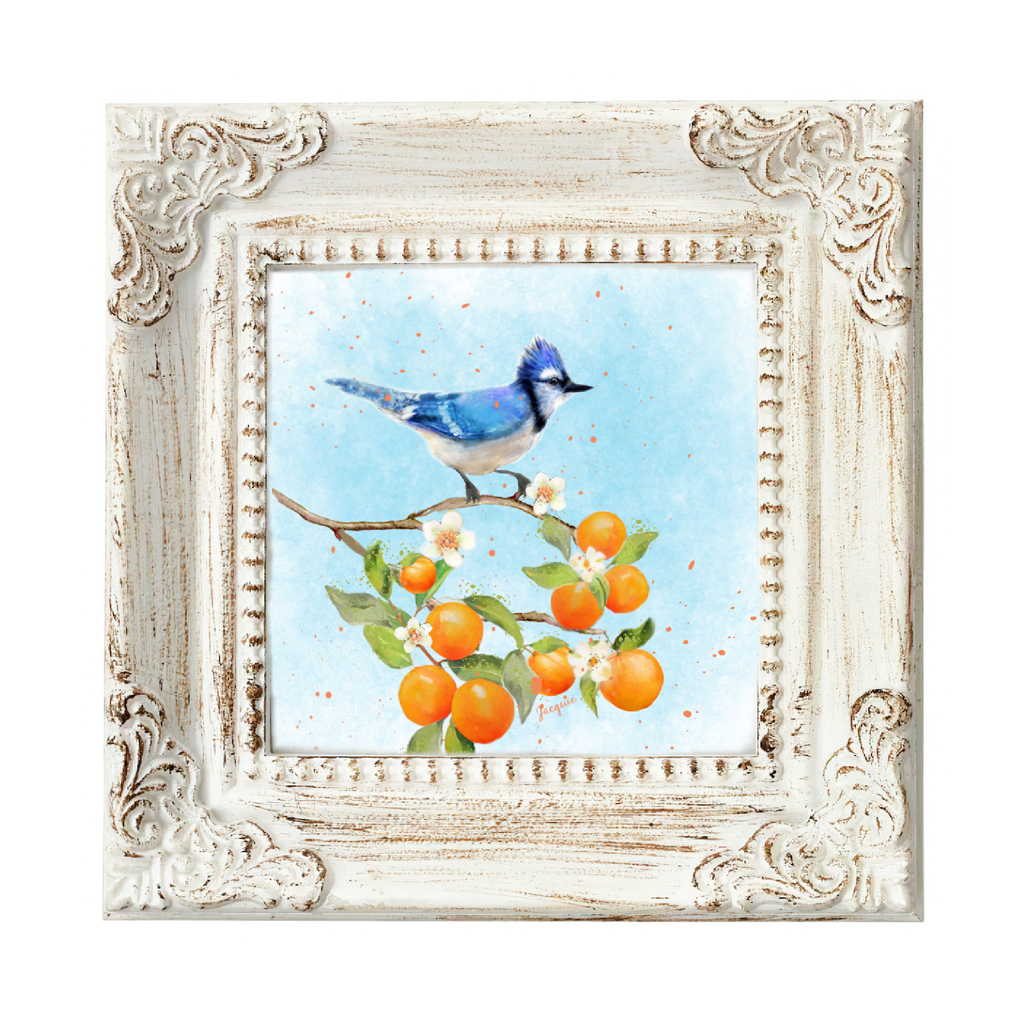 Blue Jay & Oranges