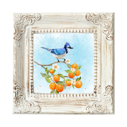 Blue Jay & Oranges