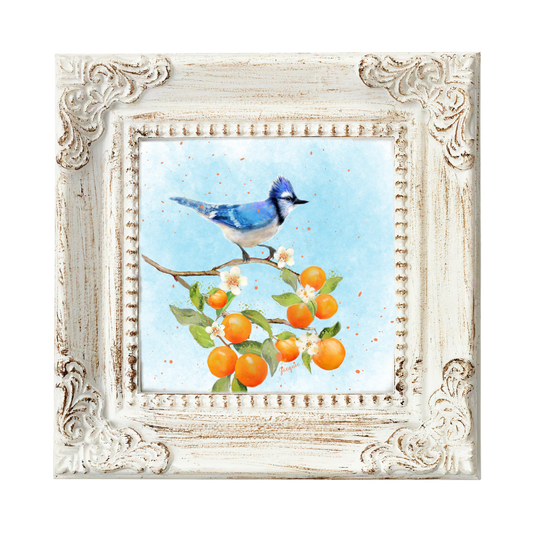 Blue Jay & Oranges
