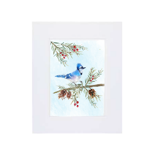 Blue Jay in the Pine Boughs