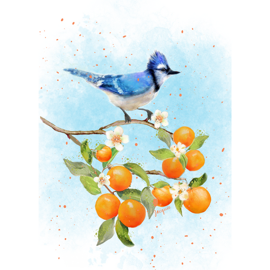 Blue Jay & Oranges